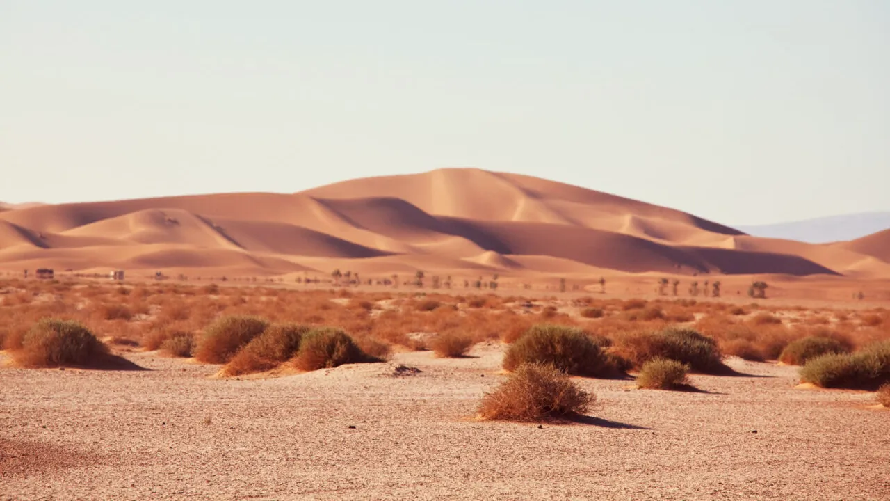 Au plantat copaci în Sahara, dar totul părea „mort”. Ce s-a întâmplat după ce au eliberat 500 de broaște țestoase