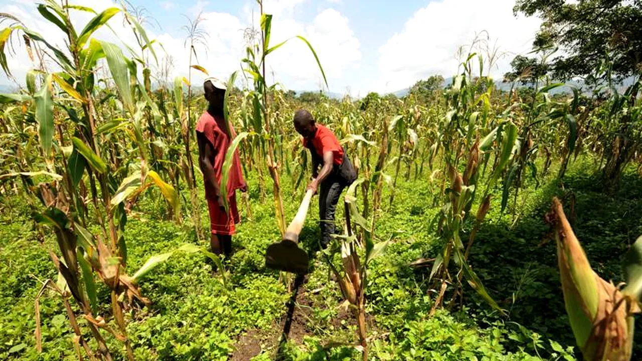 Mediafax Talks about Sustainable Agriculture. Monsanto: Cine nu a irigat, a produs sub 500 kilograme de porumb la hectar