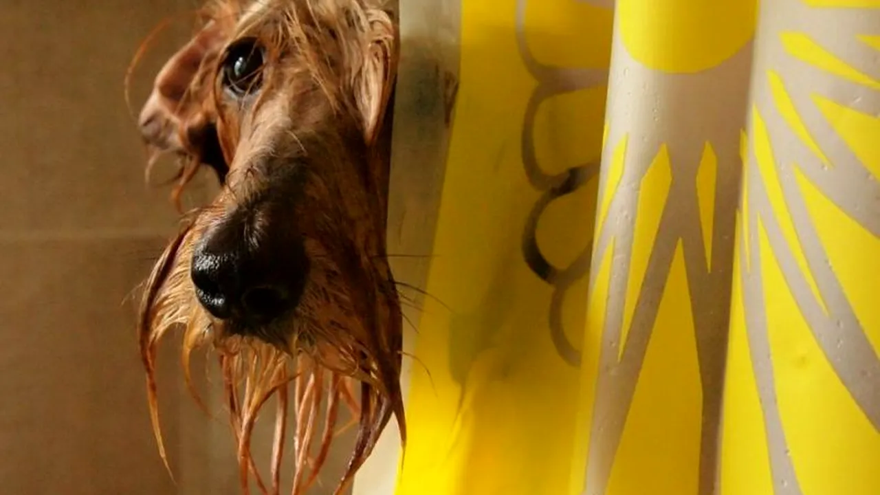 GALERIE FOTO. Acestea sunt cele mai premiate imagini cu câini