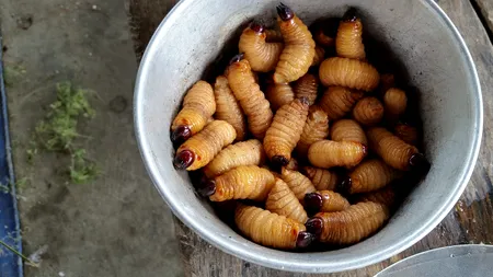 Ce se întâmplă când înghiți un pumn de VIERMI vii pentru a grăbi vindecarea? O femeie din China a aflat acest lucru pe propria piele