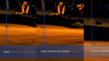 Imagini inedite cu o vidră la Focșani. În ce loc a fost surprinsă aceasta