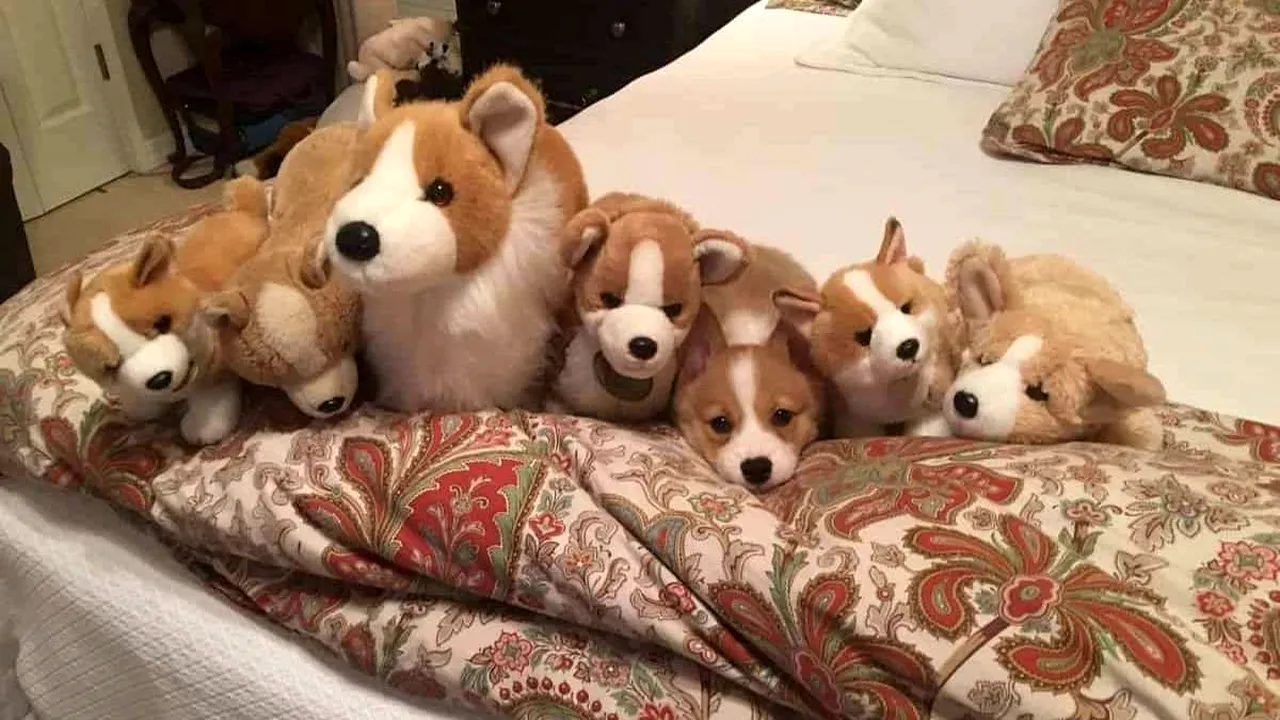 Test IQ | Descoperă câinele adevărat ascuns printre jucării. Geniile îl găsesc în 10 secunde