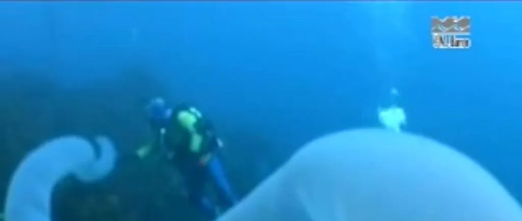 VIDEO. Imagini rare cu Unicornul mărilor. Este un gigant, arată terifiant