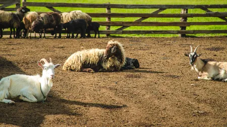 Un fermier care are doar zece animale a găsit rețeta de succes în AFACERI. Produsele sale sunt căutate de mulți