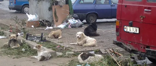 Bărbat din Iași, în stare gravă la spital după ce a fost mușcat de câini maidanezi