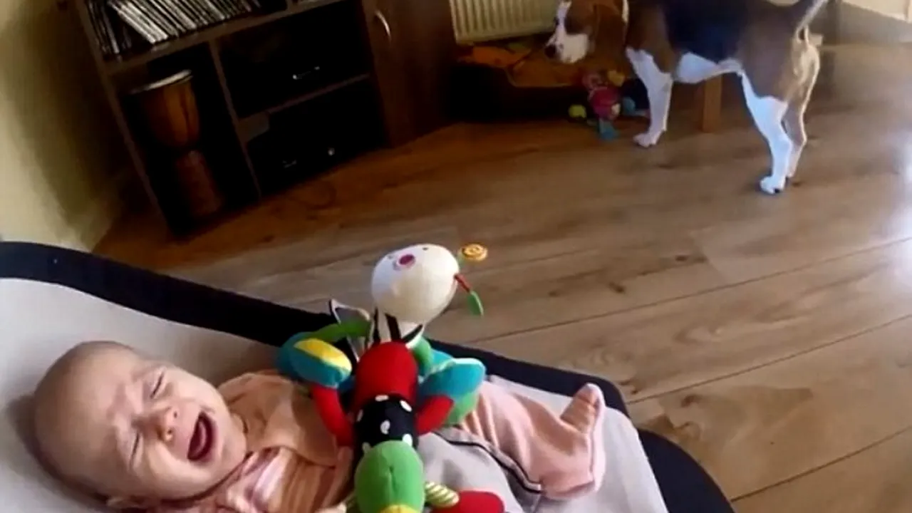 Iartă-mă! Cum își cere scuze un cățel care a furat jucăria unui bebeluș