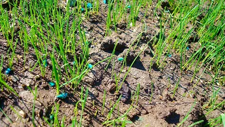 AGRICULTURĂ: Îngrijorare în rândul fermierilor, din cauza țintelor Green Deal. Care este substanța chimică pe care o cer cu insistență agricultorii