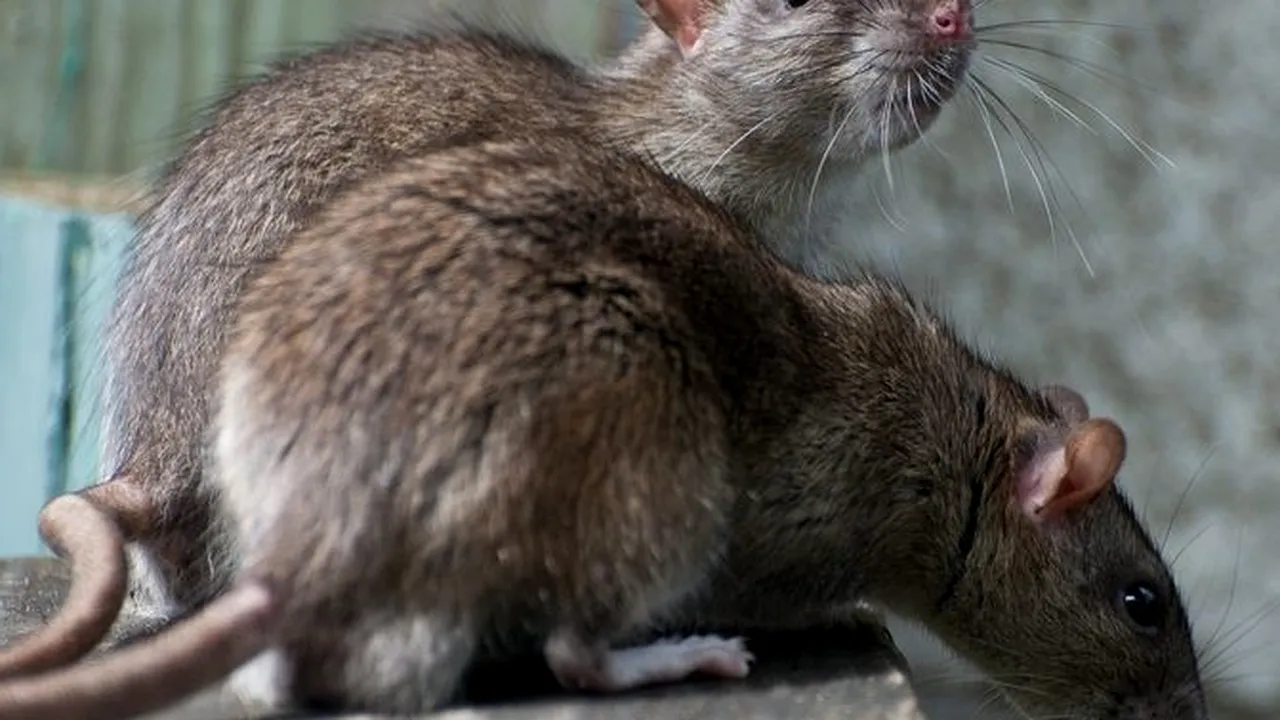 Șobolanii din India ar fi mâncat 200 de kilograme de cannabis confiscat, susțin polițiștii: „Sunt animale mici și nu se tem de poliție”