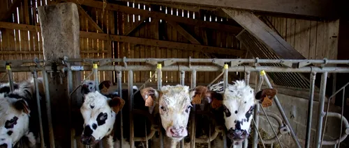 Pericolul ascuns în carnea de consum. Utilizarea excesivă a antibioticelor în creșterea animalelor sporește răspândirea unui fenomen care face ravagii la nivel mondial