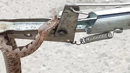 O viperă de 20 de centimetri a fost găsită în biroul unei instituții din Orșova. Jandarmii au intervenit de urgență