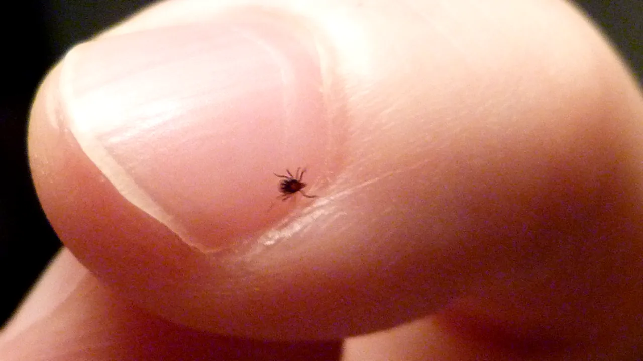 Zeci de persoane din Arad au ajuns la spital în ultimele trei zile din cauza căpușelor