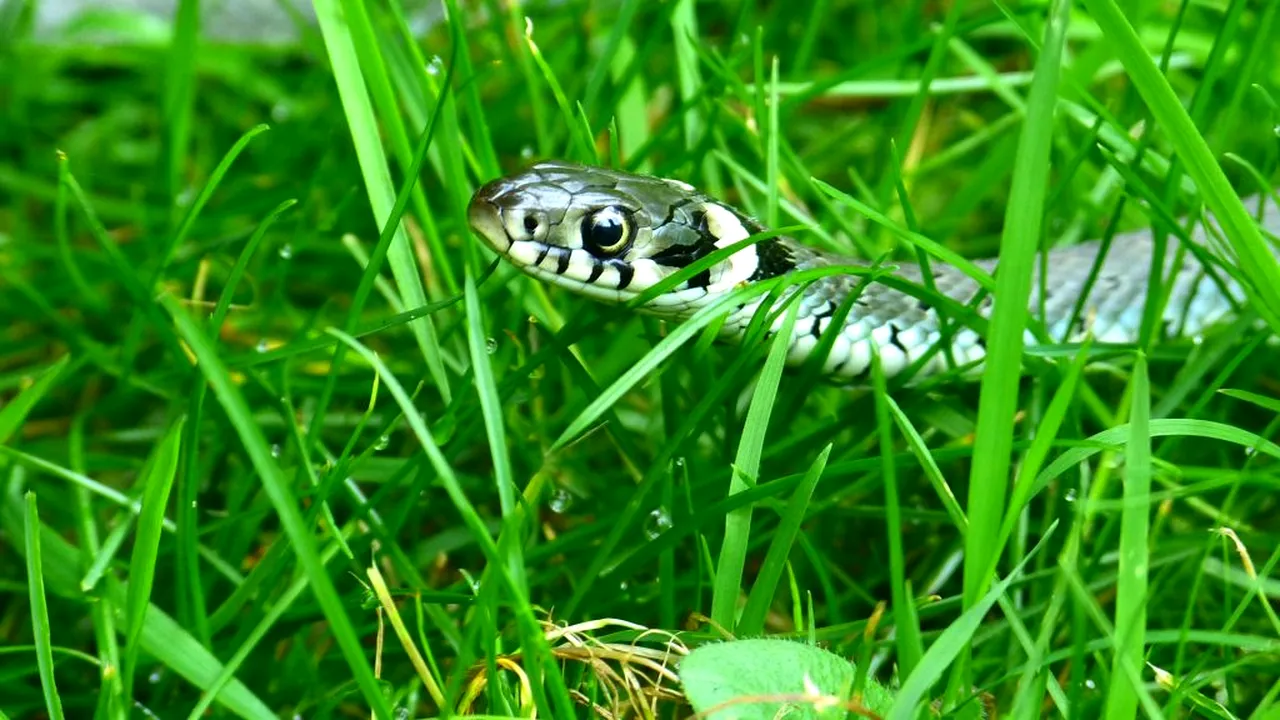 Orgie între reptile. În acest oraș un parc a fost închis pentru a li se permite șerpilor să se împerecheze: 