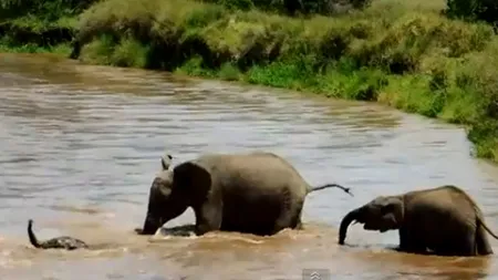 Un pui de elefant era gata să se înece, însă ceva uimitor s-a întâmplat în ultimul moment