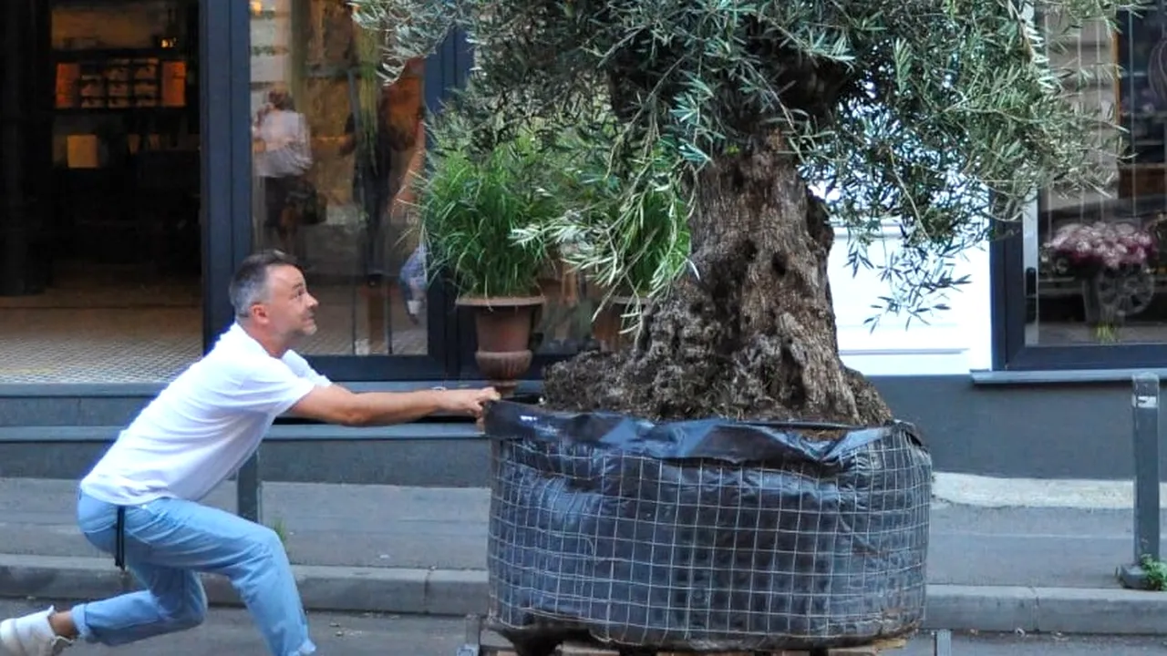 Grădinile pandemiei: Românii au „îndulcit” izolarea cu plante de apartament/ Cea mai impresionantă achiziție: un măslin de 300 de ani, 4 metri și 800 de kg