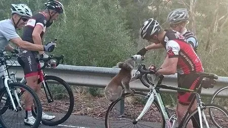 Moment emoționant în Australia. Un urs koala oprește un biciclist pentru a-i cere apă