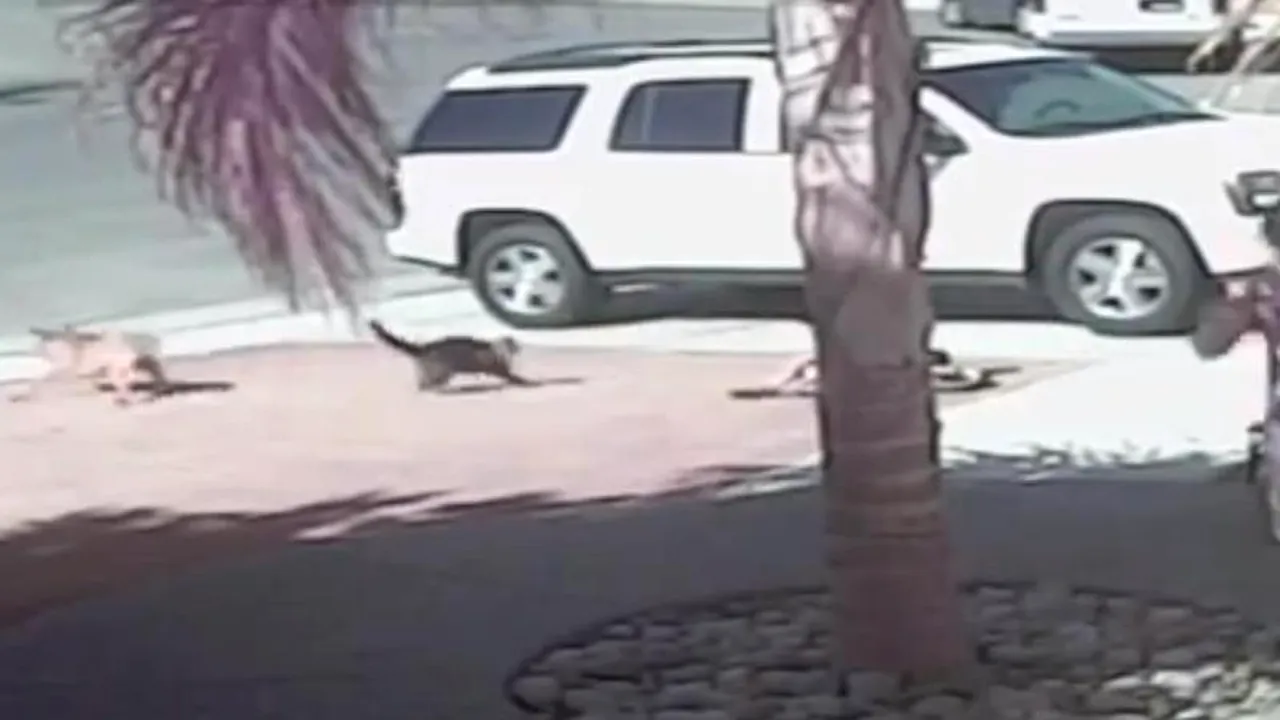 Un copil este atacat de un câine. O pisică foarte curajoasă îl salvează. VIDEO INCREDIBIL