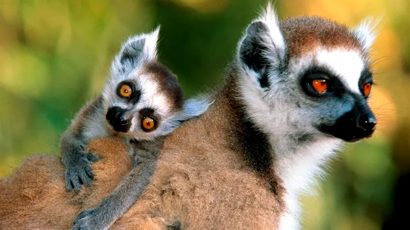 Specialiștii sunt îngrijorați: Madagascarul ar putea rămâne fără lemuri