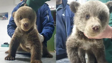 Asociație din Sibiu, amendată după ce a salvat doi pui de urs. „Era o urgență, nu puteam să așteptăm să facă ei hârtii” - FOTO