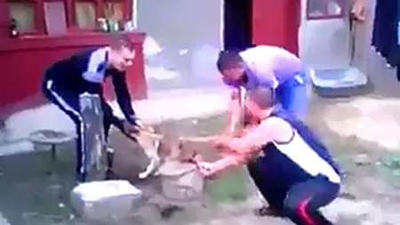 Ce au pățit patru tineri din Brăila care s-au filmat în timp ce tăiau coada unui câine cu un topor ruginit