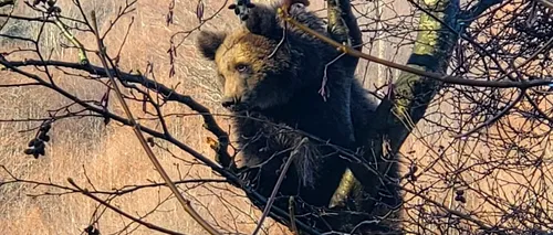 Un urs s-a urcat într-un copac din cimitirul din Azuga. Autoritățile au emis un mesaj RO-Alert