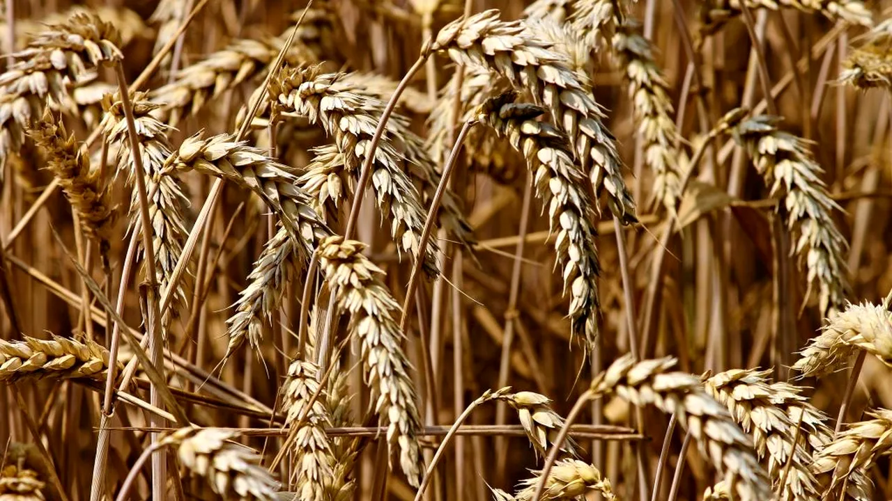 ALERTĂ METEO. Ce se va întâmpla cu pâinea europenilor din cauza condițiilor meteo