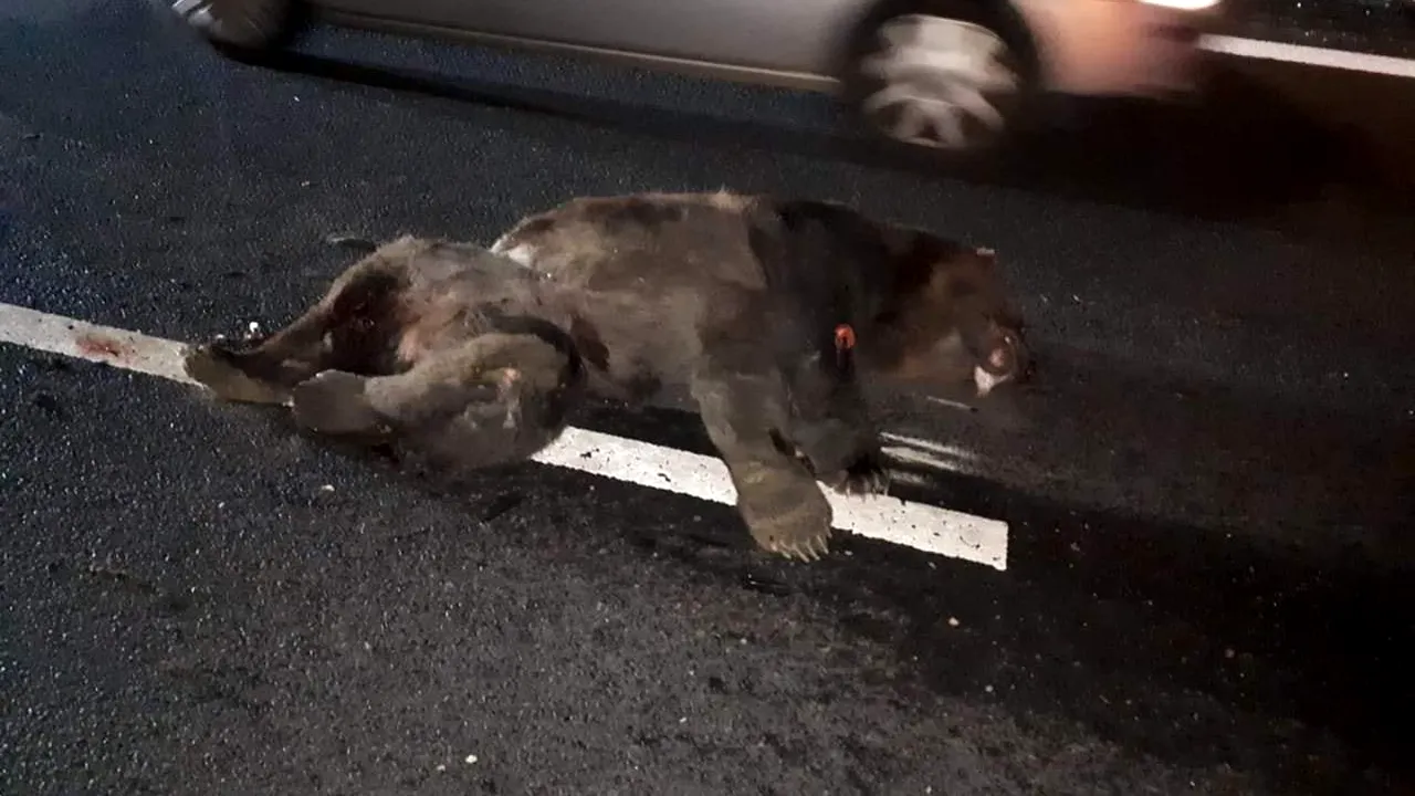 #cugandullaanimale. Un urs a fost călcat de mașină pe autostradă: „Autoritățile sunt pur si simplu criminale! Nu există pasaj pentru animalele sălbatice!
