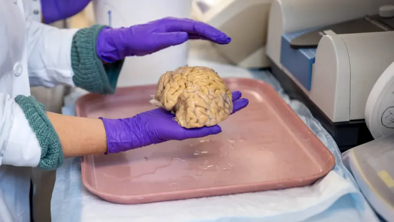 Studiu. Oamenii se știință au  descoperit o cheie pentru ca oamenii să rămână ageri la minte la senectute. Secretul „SuperAgers”, parțial elucidat