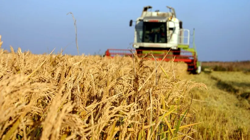Egiptul a cumpărat iar 300.000 tone de grâu. România este și ea printre câștigătoarele licitației din 8 ianuarie