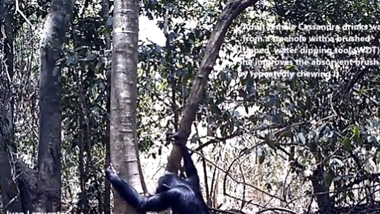 Comportament deosebit surprins la cimpanzei. Ce au descoperit cercetătorii cu ajutorul camerelor video