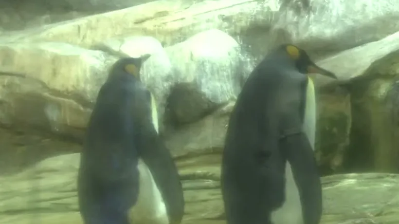 Doi pinguini gay de la Grădina Zoologică din Berlin au adoptat un ou abandonat: Masculii au încercat să clocească pește și pietre - VIDEO