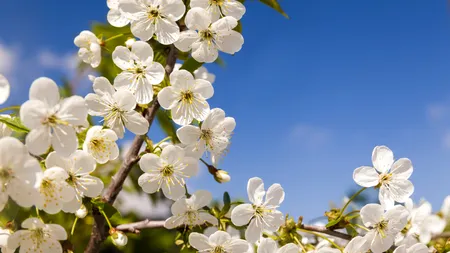 Când se încălzește în România. Prognoza METEO pentru următoarele două săptămâni