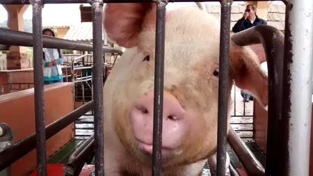 Prețul cărnii de porc îi încaieră pe români înainte de Crăciun. Marii producători, în război cu micii fermieri!