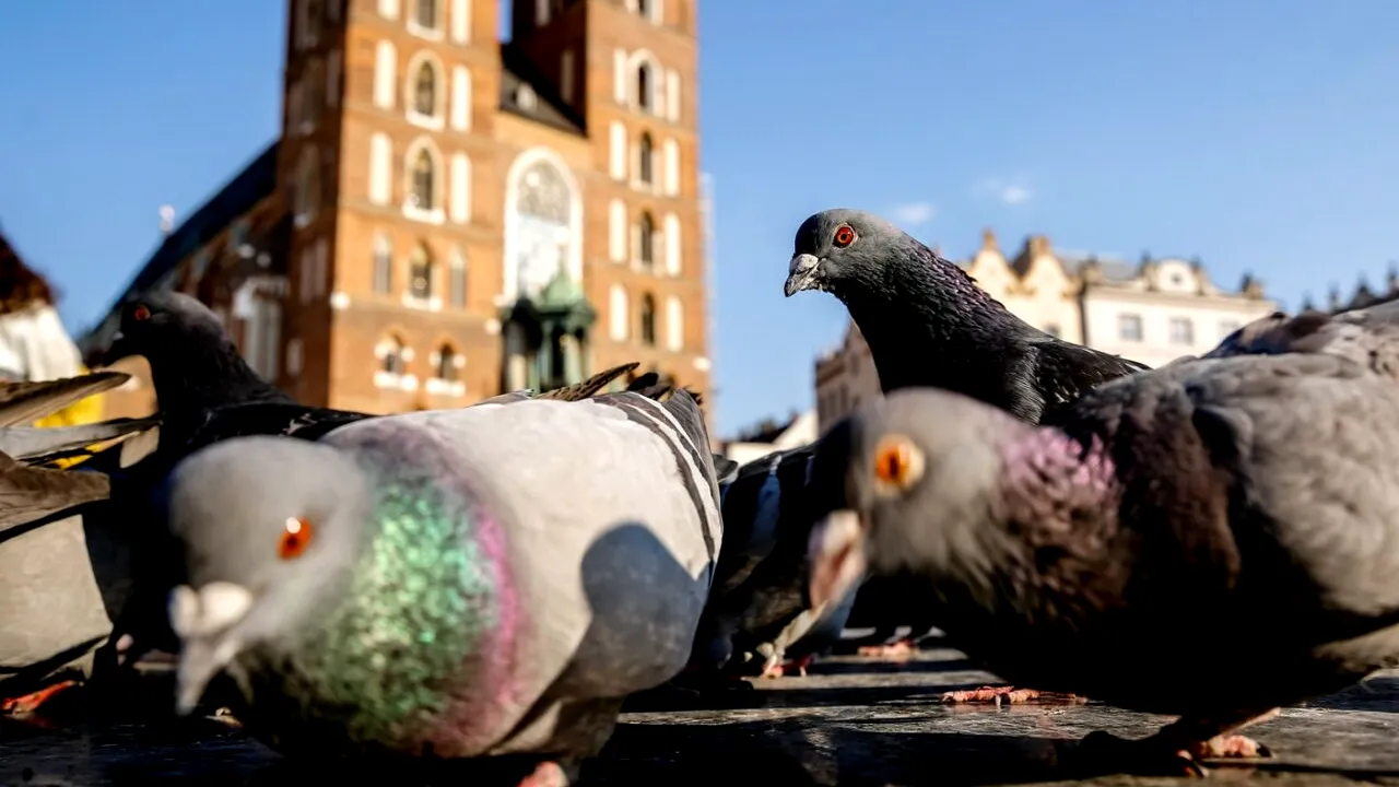 Restaurant chinezesc, închis de autorități: Friptura de rață prăjită era din carne de porumbel mort, adunat de pe stradă