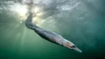 Momentul în care o pasăre a plonjat în ocean cu peste 80 km/h, surprins în Scoția. Cadrul spectaculos a câștigat „Bird Photographer of the Year 2026”