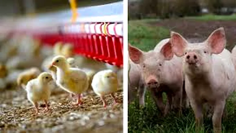 Comisia Europeană a aprobat două scheme pentru România, cu un buget total de 47,4 milioane euro, pentru a sprijini companiile active în sectoarele de creștere a porcilor și păsărilor