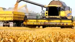 Prețul grâului se află în cădere liberă. Cu cât se vinde acum tona în Portul Constanța