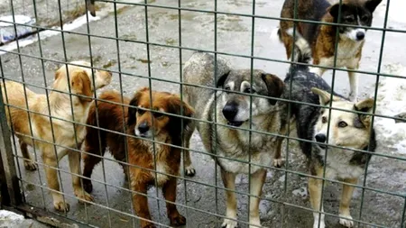 Un nou adăpost de câini la Bragadiru, deschis publicului de săptămâna viitoare