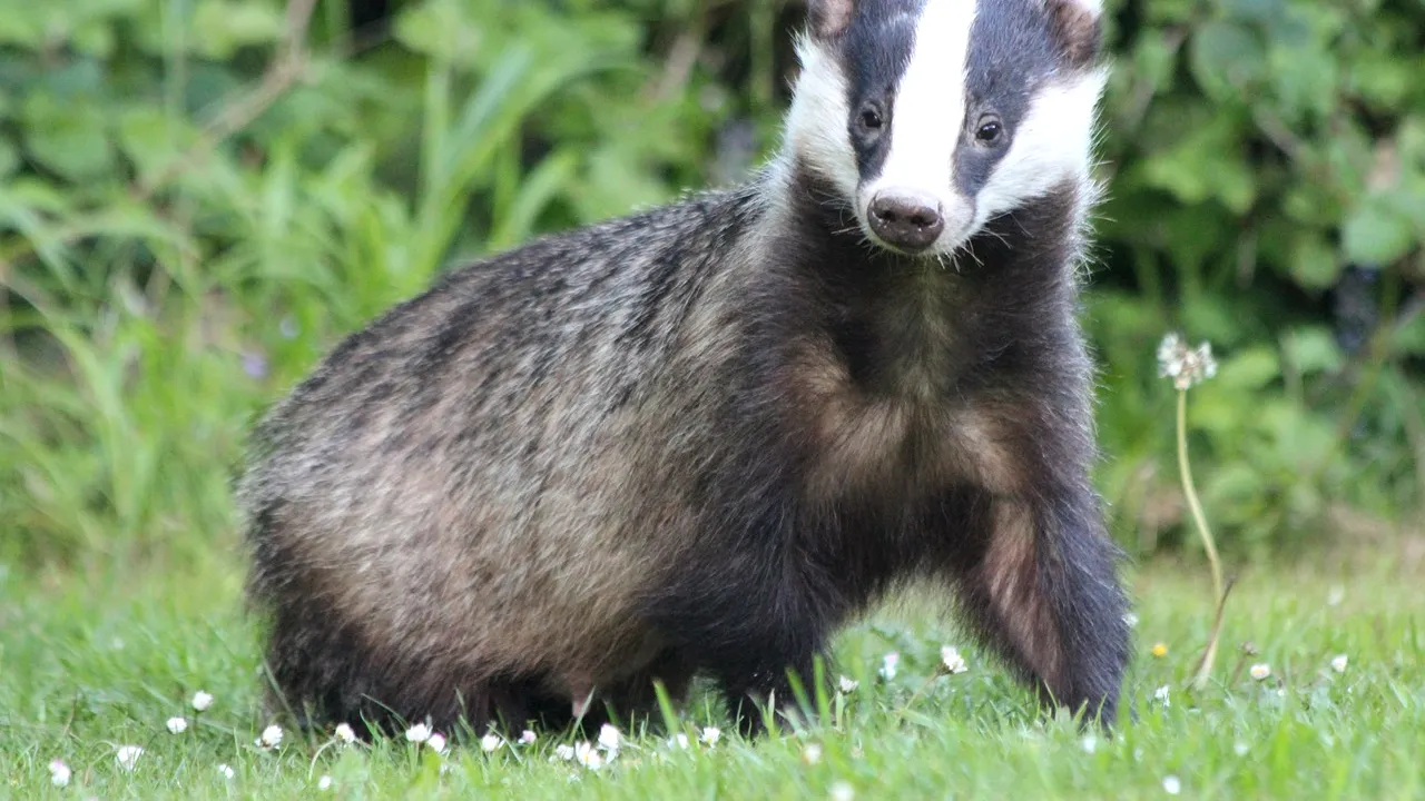 Un bursuc înfometat a descoperit o adevărată comoară în Spania, în timp ce căuta hrană. Animalul a dezgropat peste 200 de monede foarte vechi