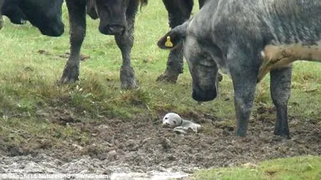Imaginea anului: un pui de focă, salvat datorită ''intervenției'' unor vaci