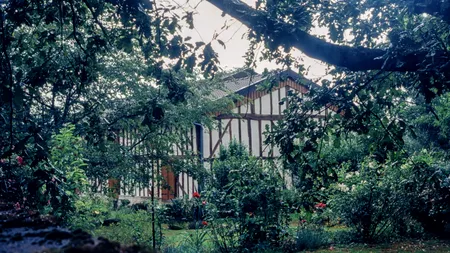 Ce flori să plantezi pentru a scăpa de buruienile din grădină, potrivit unui expert în grădinărit