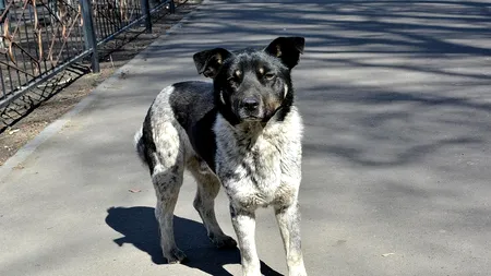 Trei câini fără stăpân, căsăpiți cu toporul de un individ, în județul Iași