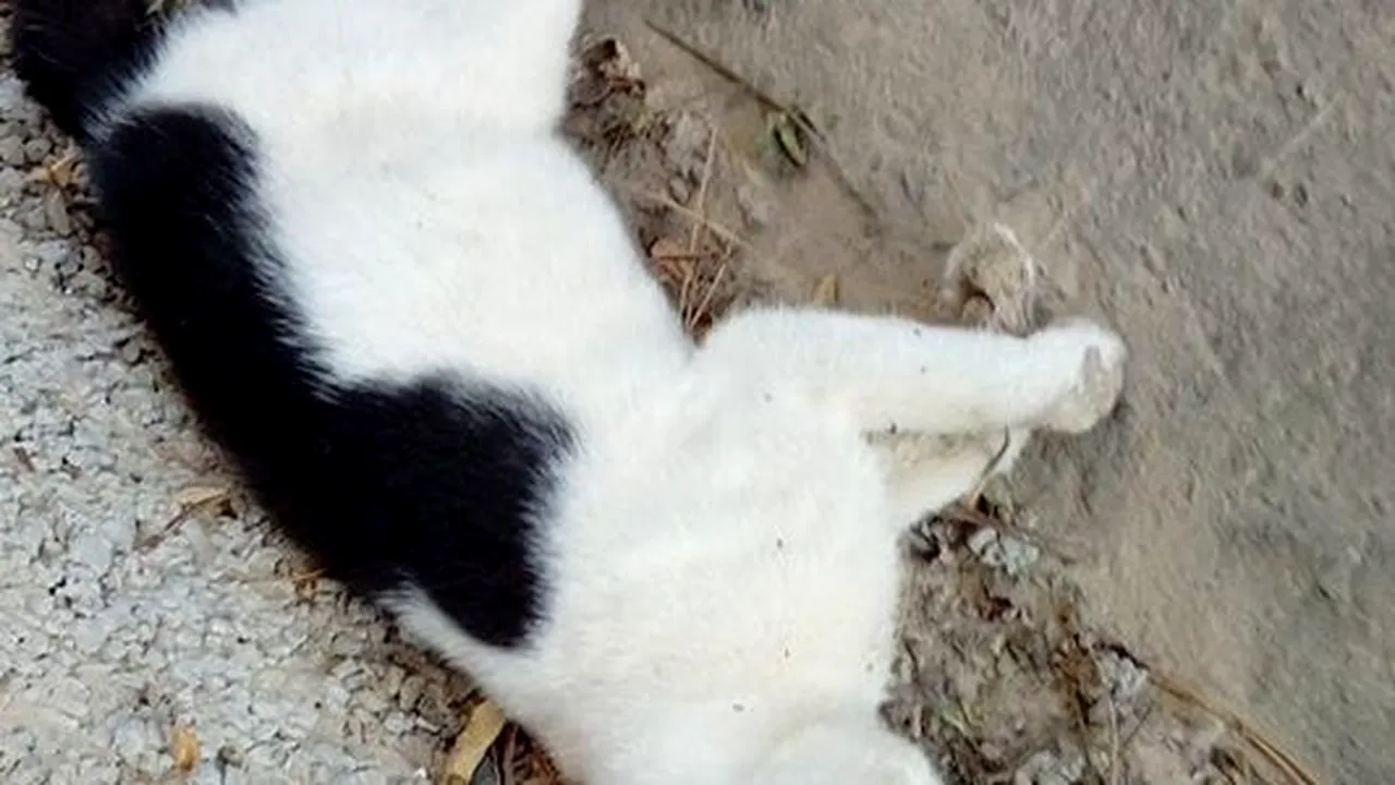 „Cățelul era în convulsii și în chinuri groaznice