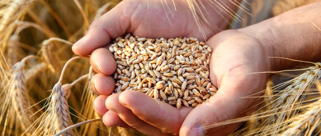 Egiptul a cumpărat 240.000 de tone de grâu din România. Cerealele vor fi livrate în ianuarie