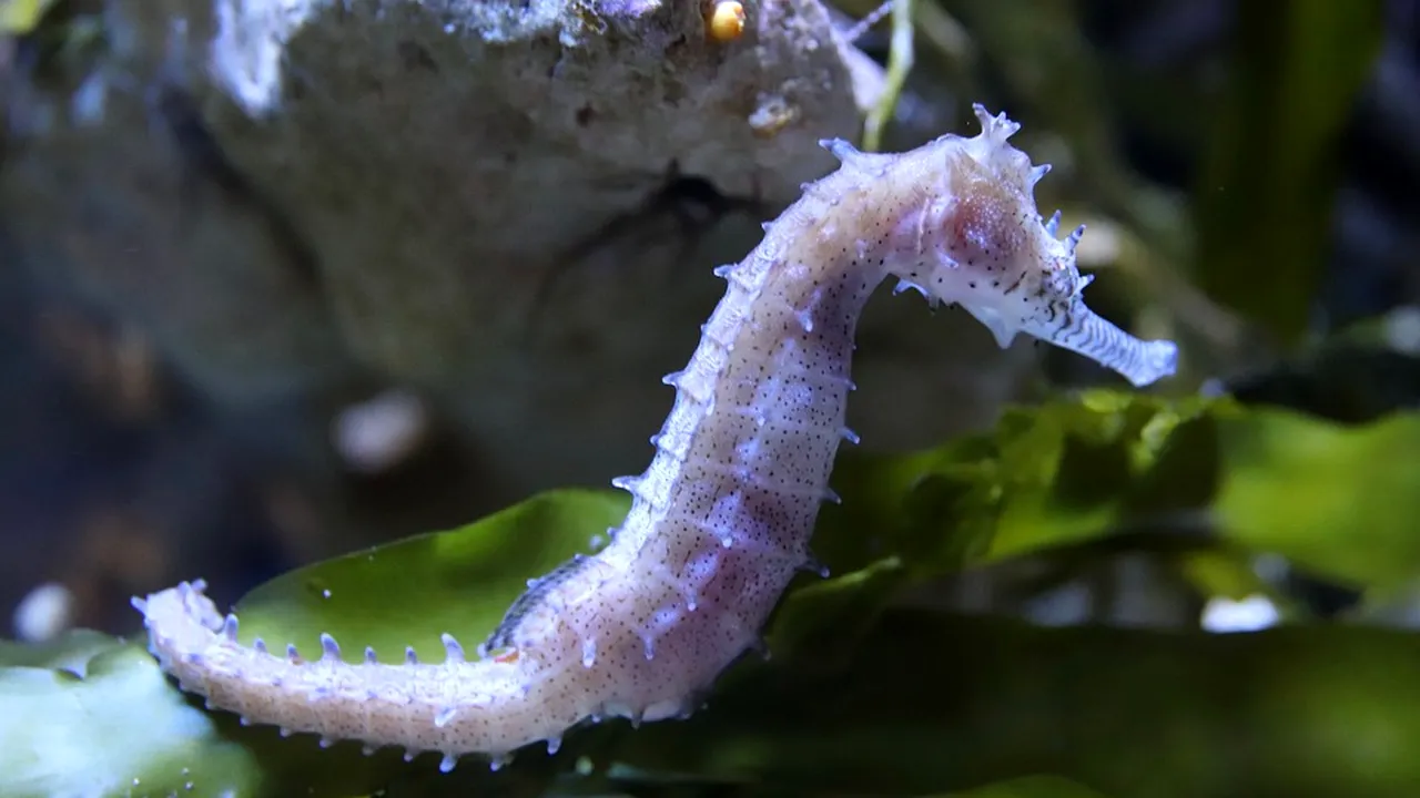 Viagra naturală, folosită de sute de ani. Nimeni nu ar fi crezut că poate avea asemenea proprietăți