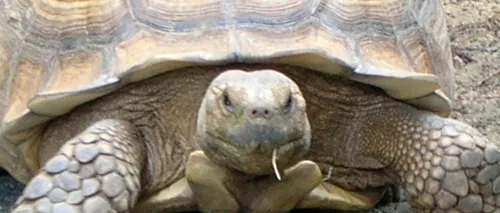 O specie de broască țestoasă considerată dispărută a fost redescoperită în Ecuador