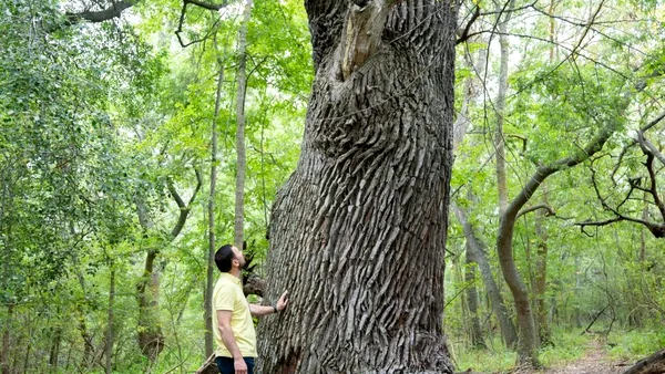 Ministrul Mediului, de Ziua Pădurilor: Cele aproape 8.000 hectare noi de PĂDURE ne vor ajuta să luptăm cu efectele schimbărilor de climă