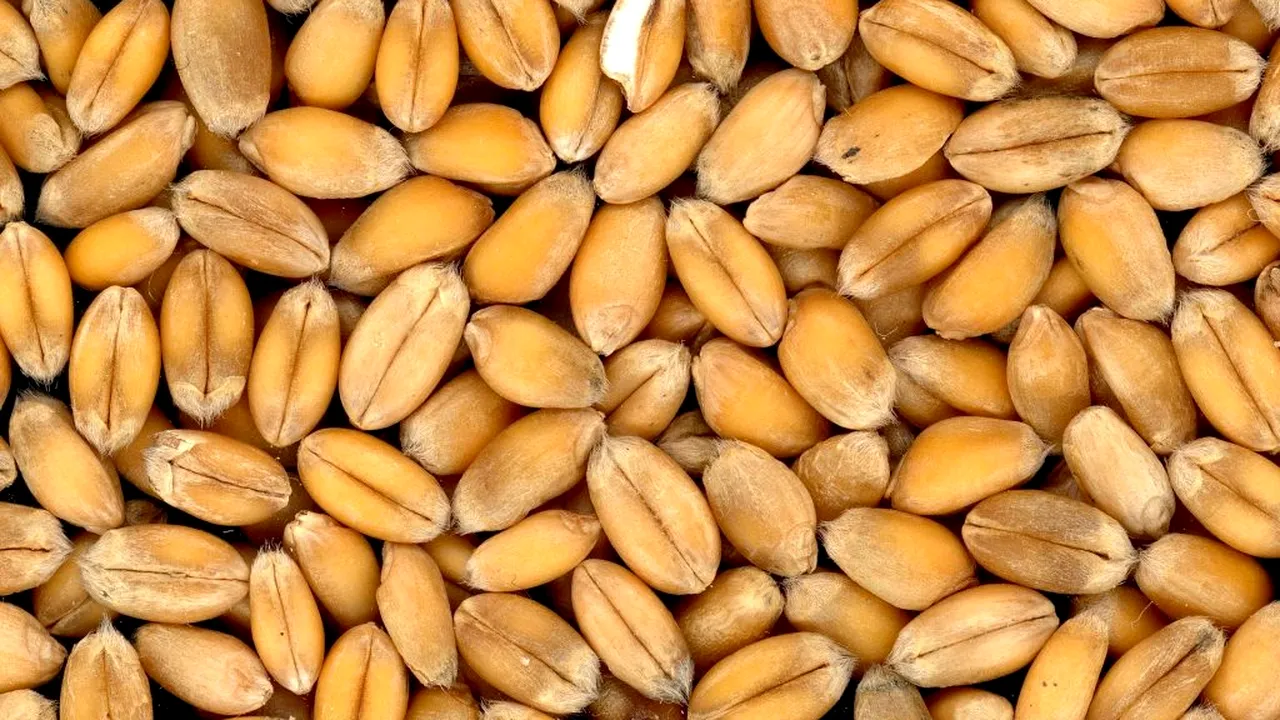 IMPACT DRAMATIC | Sentimentul de risc la nivel global continuă să se amplifice. Prețurile porumbului au fluctuat pe burse, iar cele ale grâului au rămas în creștere ușoară