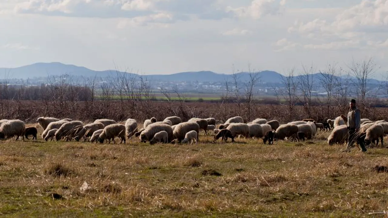 Criză de ciobani în România. Refuză salariile de 4.000 de lei pe lună: „Mă doare sufletul să vând la străini, dar...”