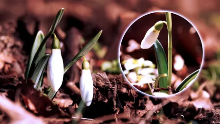Nu e o glumă. Au apărut primii ghiocei în România. Unde au fost fotografiați în prima zi a anului 2026