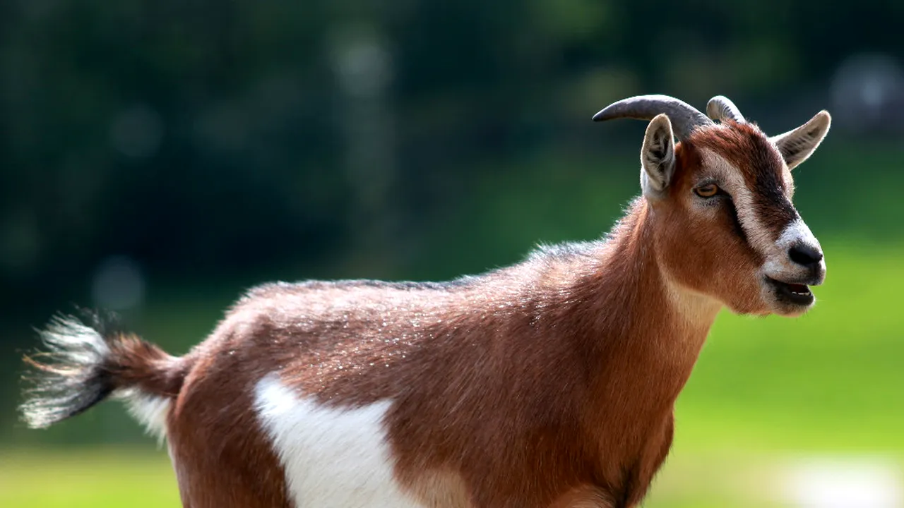 Animalele care leșină atunci când se sperie